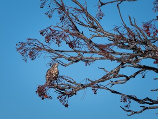 Bird perched on a tree branch among lush foliage
