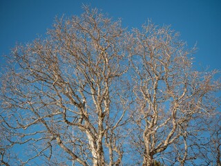 the bare branches of an old tree on a clear day