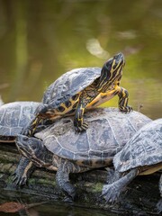 Group of turtles resting at Parc de la Tete d'Or in Lyon, France