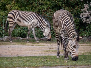 Fototapeta na wymiar Beautiful zebra stands in the savannah of the Parc de la Tete d'Or in Lyon, France