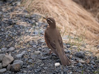 Small bird perched on the ground, with gravel and rocks behind it