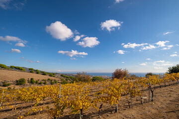Wine landscape with vineyards during autumn in the Alella denomination of origin area in the province of Barcelona in Catalonia Spain - obrazy, fototapety, plakaty