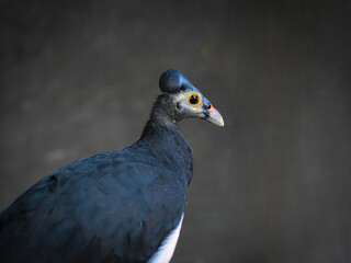 The maleo (Macrocephalon maleo) is a large megapode and is endemic to Sulawesi.