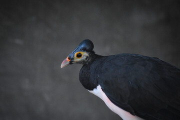 The maleo (Macrocephalon maleo) is a large megapode and is endemic to Sulawesi.