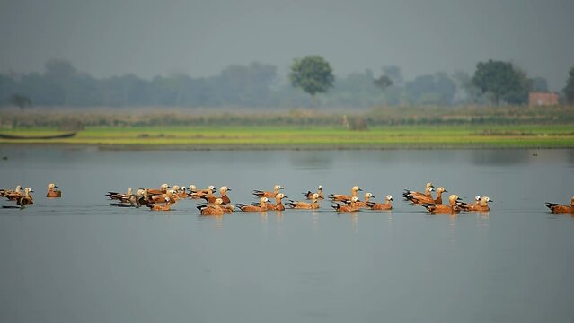 A flock of Ruddy Shelduck swimming gracefully in the still waters of a lake. The birds' bright red plumage contrasts beautifully with the blue water and the lush green landscape in the background.