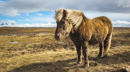 Naklejka na ściany i meble Majestic brown Icelandic horse standing atop a lush, hillside