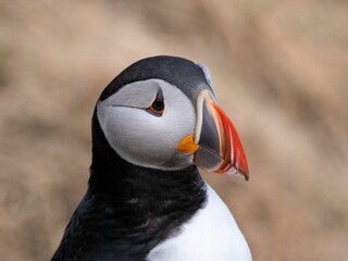 Naklejka premium Close-up shot of a puffin bird perched in a grassy area