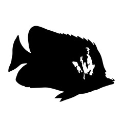 fish silhouette