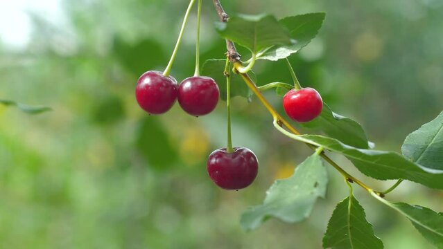 close-up branch with growing ripe cherries in orchard summer day.harvest cut berries. cherry branch. ripe red cherry