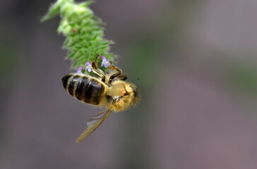 Biene an einer Verbene-Blüte
