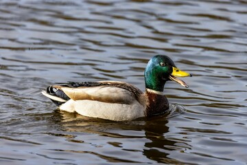 Beautiful mallard duck with a vibrant yellow bill is gliding gracefully in a tranquil lake