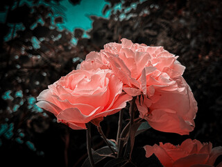 red rose in the rain - obrazy, fototapety, plakaty