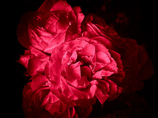 red rose on black - obrazy, fototapety, plakaty