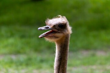 a close up of an ostrich with its mouth open
