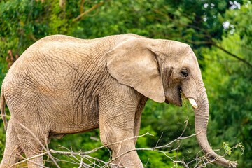 Obraz premium an elephant walking in front of some trees with long tusks