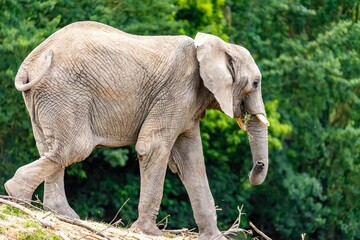 an elephant standing on top of maol in a grassy field