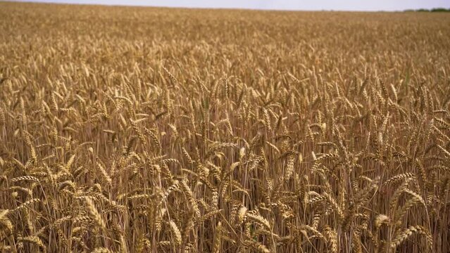 Footage of wheat field in the sunlight