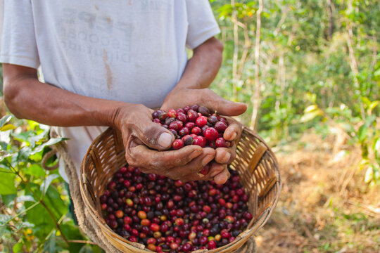 Cultivo de Caf&eacute; en Pluma Hidalgo Oaxaca