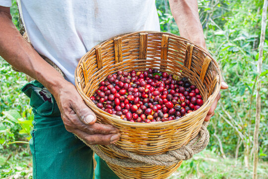 Cultivo de Caf&eacute; en Pluma Hidalgo Oaxaca