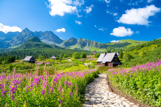Fototapeta path through flowers meadow in Tatra mountains with wooden huts in Poland