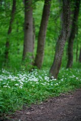 Beautiful landscape of a lush forest with large trees and white wildflowers in the foreground