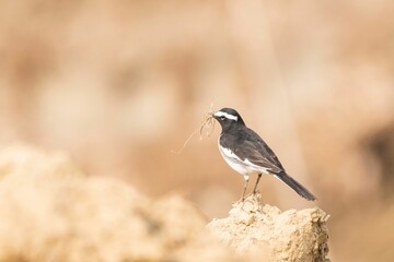 White-browed Wagtail perched in a wild, natural environment