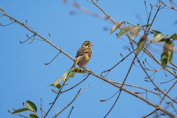 Vibrant yellow-breasted Greenfinch perched on a barren tree branch against a cloudy sky