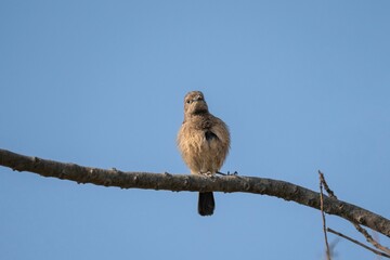 Small Pied Bushchat female is perched on a branch of a tree, looking out into the distance
