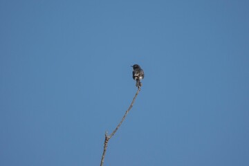 Vibrant Pied Bushchat male perches atop a thin twig