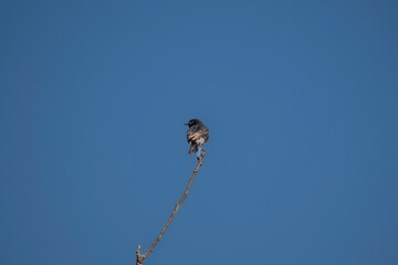 Vibrant Pied Bushchat male perches atop a thin twig