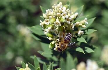Biene an einer Seidelbast-Blüte
