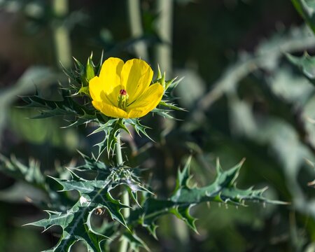 Close-up shot of a Mexican prickly poppy, Argemone mexicana.