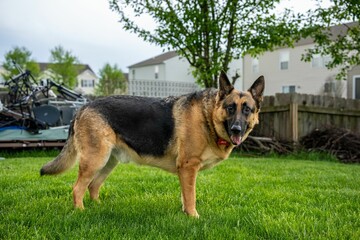 the large dog is standing in the grass next to his bike