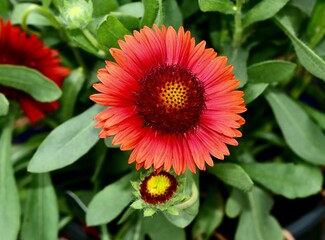 Closeup of a red Blanket Flower growing on a green shrub