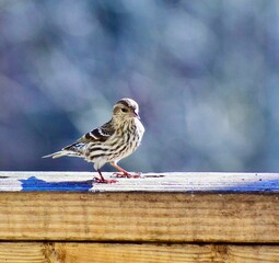 Small Pine Siskin bird perched atop a wooden plank