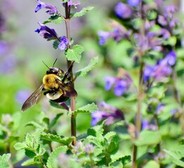 Close-up of a bee perched on top of a vibrant purple Catmint flower
