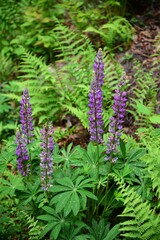 Vibrant view of stunning purple lupines and lush green ferns