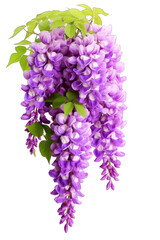 Beautiful American Wisteria flowers isolated on white background. Generative AI
