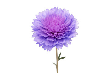 Beautiful Bachelors Button flower isolated on white background. Generative AI