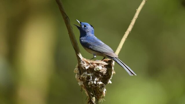 A Black naped monarch parent sits protectively over its chick in a nest. The nest is made of twigs and leaves. The parent has chosen a safe location for its nest, away from predators.