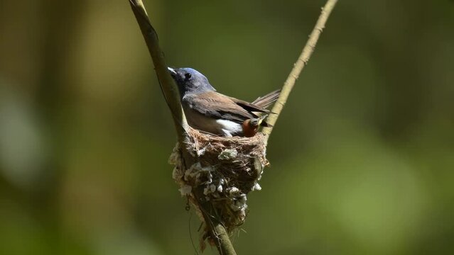 A Black naped monarch parent sits protectively over its chick in a nest. The nest is made of twigs and leaves. The parent has chosen a safe location for its nest, away from predators.