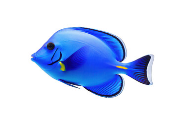 Naklejka premium Blue tang isolated on white background. Generative AI