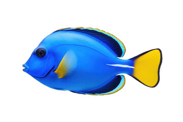 Naklejka premium Blue tang isolated on white background. Generative AI