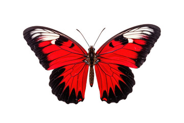 butterfly in red black and white in flight isolated on white background. Generative AI