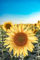 Close-up of a vibrant sunflower in a sunlit field