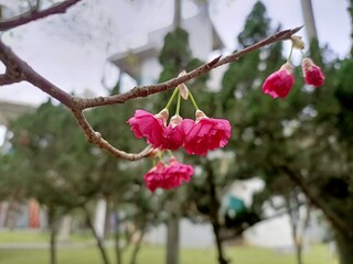 Obraz premium pink cherry blossom