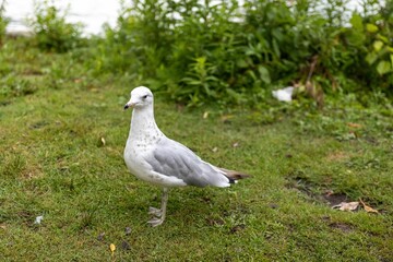 Fototapeta premium Lone seagull perched atop a lush green grassy area