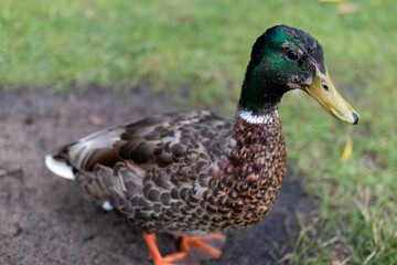 Mallard duck striding along a grassy pathway
