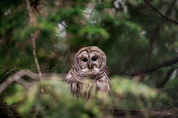Owl perched atop a tree branch staring directly into the camera