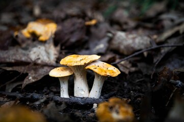 Cluster of small mushrooms growing in an outdoor environment